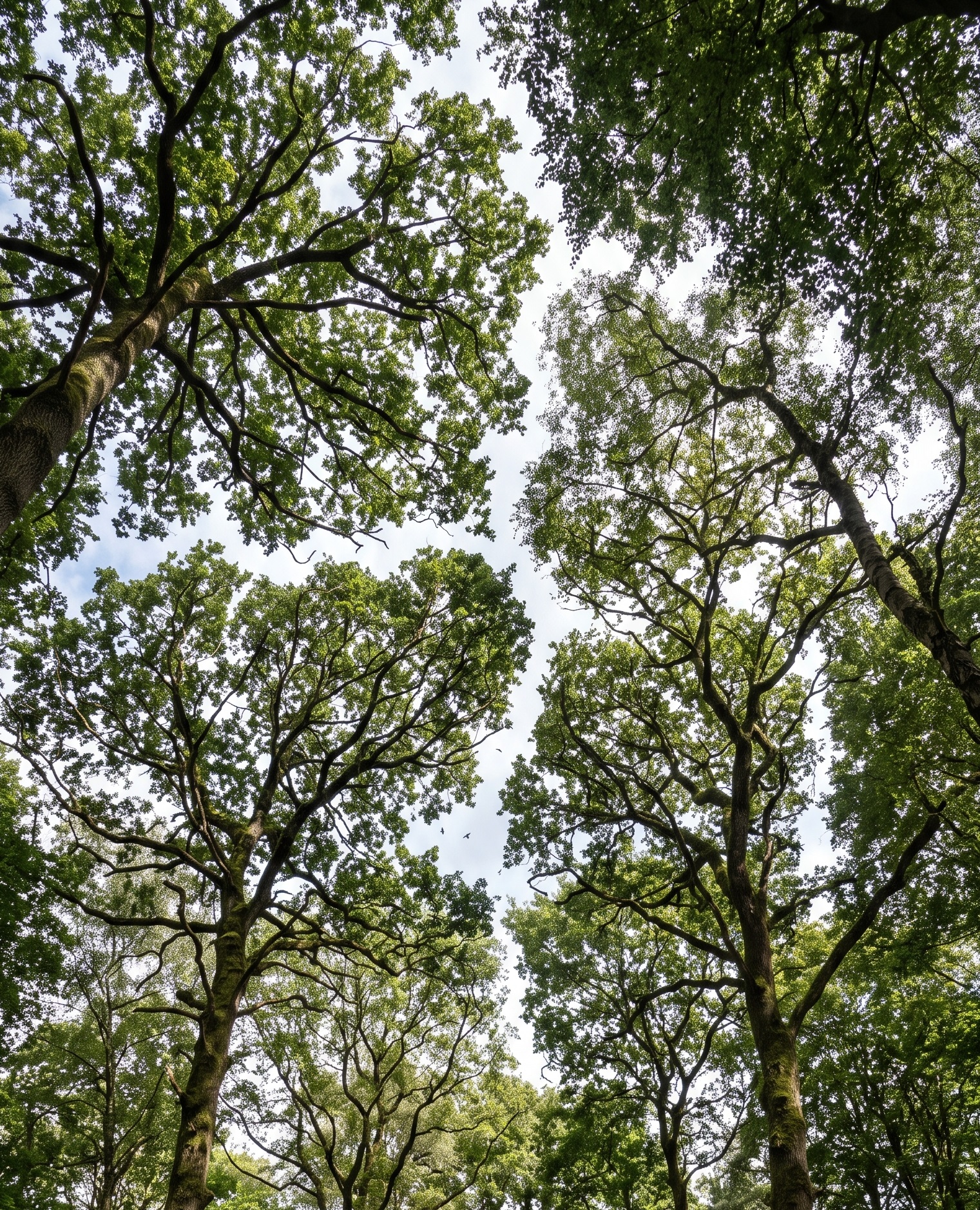 Tree canopies reaching toward each other against the sky