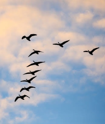 Geese in flight