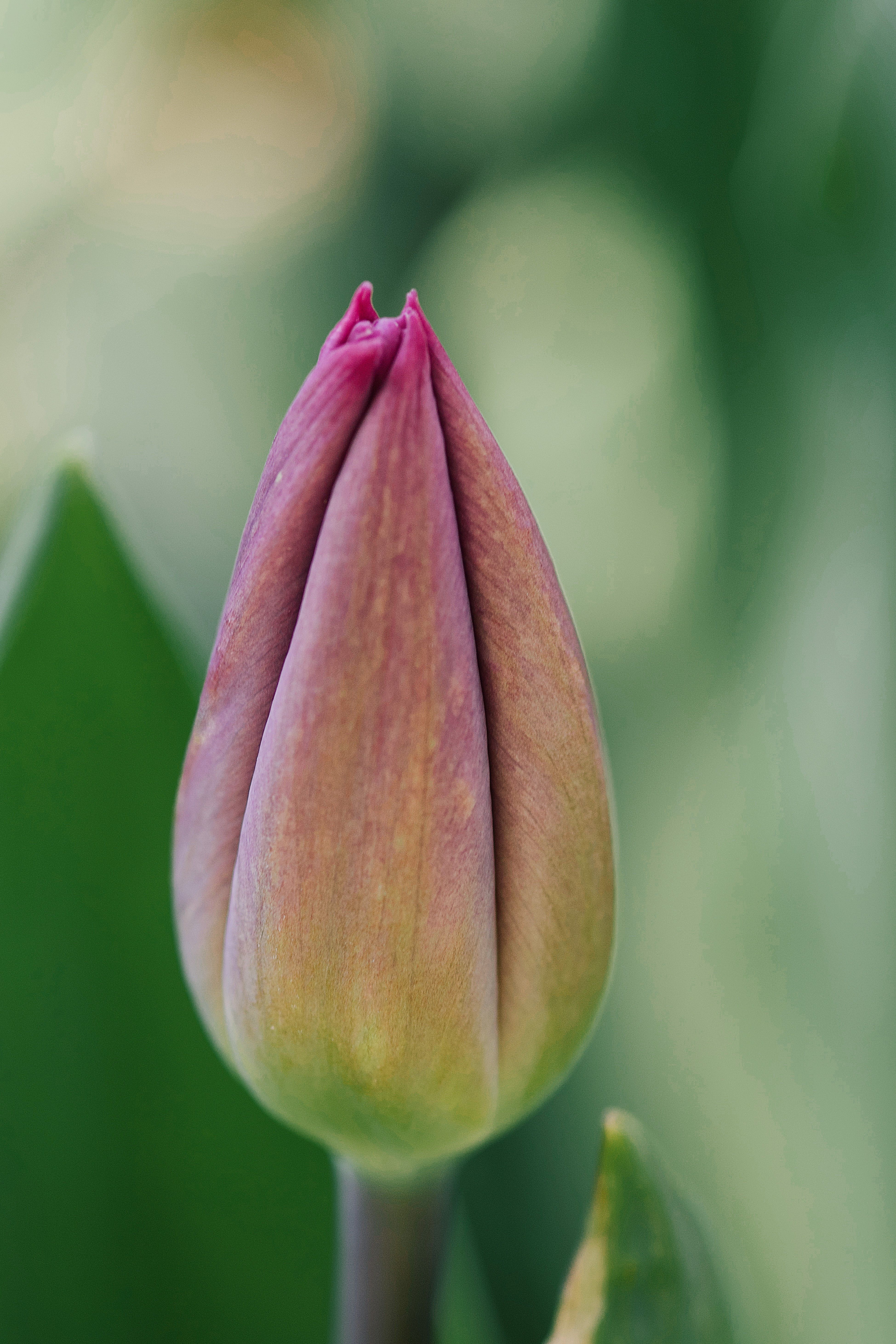 A closed tulip bud